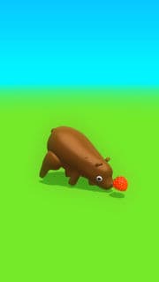 bear eats and grows