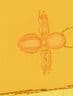   ant