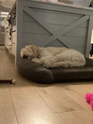 Dog City
