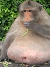 eat ugly fat rats