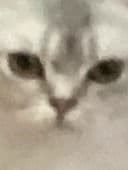 my tier ratee preview image